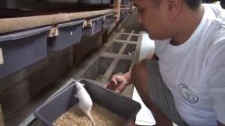 Pemuda Subang Sukses Budi Dayak Tikus Putih, Raup Cuan Rp10 Juta per Bulan<