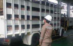 Lihat Truk Mencurigakan, Anggota TNI Gagalkan Pengiriman Babi dari Bali ke Jakarta-Bandung<