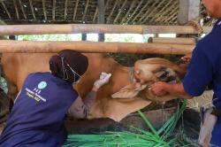 Polda DIY Turunkan Vaksinator Bantu Tangani PMK