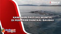 Kawanan Paus Hiu Muncul di Perairan Dangkal Baubau