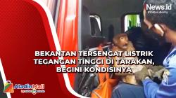 Bekantan Tersengat Listrik Tegangan Tinggi di Tarakan, Begini Kondisinya