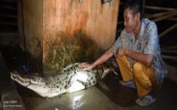 Waspada, Teror Buaya Mengancam Warga Petar Dalam Muara Enim