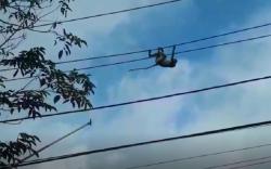 Dramatis Evakuasi Bekantan Tersengat Listrik, sempat Jatuh lalu Naik ke Pohon Lagi