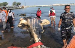 Ikan Hiu Tutul Mati Terdampar di Pantai Congot Kulonprogo