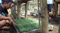 Pemkab Minahasa Tenggara Ajak Generasi Muda Maksimalkan Lahan Kosong untuk Bertani