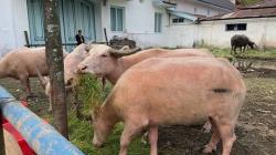 5 Kerbau Bule Keraton Solo Dipastikan Ikut Kirab Malam 1 Sura