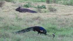 4 Fenomena Langka di Taman Nasional Alas Purwo, Jarang Ditemui di Tempat Lain