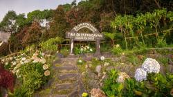 6 Fakta Gunung Papandayan Garut, Destinasi Favorit Pendaki Pemula<