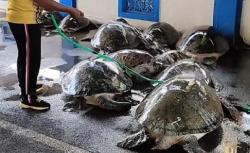 Penyelundup Penyu Langka ke Bali Diupah Rp700.000 Per Ekor<