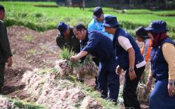 Hadiri Panen Bawang Merah, Wali Kota Padang Sidempuan: Siap Jadi Sentra Komoditas