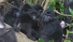 Populasi Kera Hitam Sulawesi di Cagar Alam Pangi Binangga Meningkat