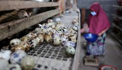 Budi Daya Burung Puyuh, Sehari Produksi 750 - 950 Telur