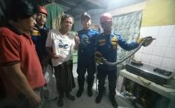 Dengar Suara Mendesis, Warga Cibinong Kaget Ada Ular Kobra 1 Meter di Dapur Rumahnya