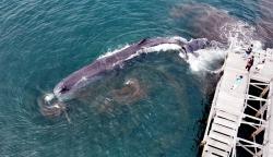 Paus Sperma Panjang 10 Meter Terdampar di Pantai Warudoyong Banyuwangi