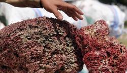 Penampakan Terumbu Karang Merah Senilai Rp2,5 M Hasil Selundupan Diamankan TNI AL