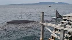 Penampakan Paus Bungkuk Raksasa Terdampar di Banyuwangi