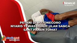 Petani di Bojonegoro Nyaris Tewas Dililit Ular Sanca saat Panen Tomat