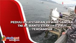 Peduli Pelestarian Hewan Langka, TNI AL Bantu Evakuasi Paus Terdampar