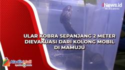 Ular Kobra Sepanjang 2 Meter Dievakuasi dari Kolong Mobil di Mamuju