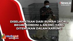 Diselamatkan dari Rumah Jagal, Begini Kondisi 4 Anjing yang Ditemukan dalam Karung
