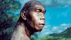 Ini Manusia Purba Tertua di Indonesia, Berbadan Besar dan Perawakan Tegap <