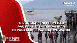 Terungkap! Ini Penyebab Paus Raksasa Terdampar di Pantai Bulusan Banyuwangi