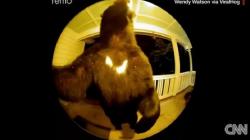  Ada-Ada Saja, Beruang Hitam Ini Pencet Bel Rumah Warga Tengah Malam