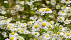 SBM ITB Perkenalkan Bunga Chamomile Berkhasiat Atasi Kolesterol dan Insomnia