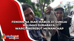 Fenomena Ikan Mabuk di Sungai Kalimas Surabaya, Warga Berebut Menangkap