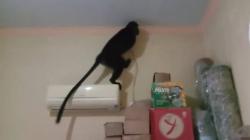 Lutung Ekor Panjang Nyelonong Masuk Rumah Warga di Setu Kulon Cirebon