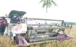 Produksi Gabah di OKU Timur Terus Alami Penurunan, Ini Daftar Pemicunya