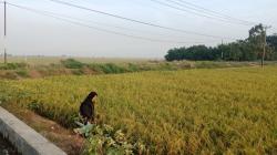 Guru Besar Pertanian Unpad Sebut Food Estate Penting untuk Jaga Ketahanan Pangan Nasional