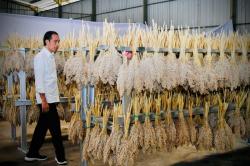 Jokowi Minta Jajarannya Siapkan Peta Jalan Produksi dan Hilirisasi Sorgum hingga 2024