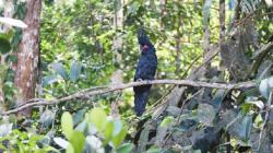 74 Satwa Dilindungi Dilepas ke Cagar Alam Pegunungan Cycloop, Kakaktua hingga Cenderawasih