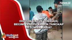 Diculik untuk Dinikahi, Begini Tradisi Kawin Tangkap di Sumba Barat