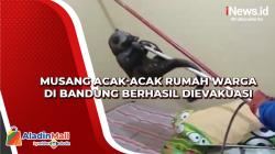 Musang Acak-Acak Rumah Warga di Bandung Berhasil Dievakuasi<