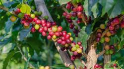 Contoh Tumbuhan yang Berkembang Biak Secara Generatif