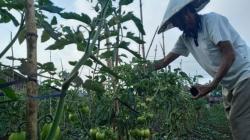 BPS : Petani Holtikultura Sulut Paling Sejahtera