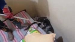 Masuk Rumah Warga, Petugas Pemadam Kebakaran Kota Yogyakarta Evakuasi 2 Musang