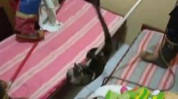 Musang Pandan Acak-acak Isi Rumah di Katapang Bandung, Warga Ketakutan<