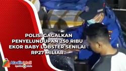  Polisi Gagalkan Penyelundupan 250 Ribu Ekor Baby Lobster Senilai Rp27 Miliar