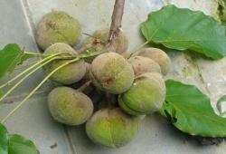Indonesia Manfaatkan kelapa Sawit dan Kemiri untuk Bahan Bakar Nabati  