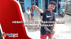 Hebat! Anak SD Evakuasi Ular Piton di Tarakan