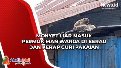 Monyet Liar Masuk Permukiman Warga di Berau dan Kerap Curi Pakaian