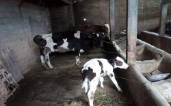 Pemerintah Gencarkan Vaksinasi PMK, Sudah Tembus 1.805.305 Ekor<