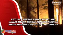 Ratusan Hektar Lahan di Padang Lawas Utara Terbakar, Kencangnya Angin Membuat Api Sulit Dipadamkan