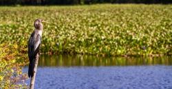 Teknologi yang Terinspirasi dari Eceng Gondok