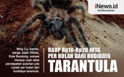 Infografis Raup Cuan Rp10-Rp20 Juta per Bulan dari Budi Daya Tarantula 