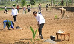 Maksimalkan Lahan Tak Produktif, Jokowi Tanam Kelapa Genjah di Jawa Tengah
