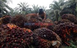 Harga Sawit di Sumsel Kalah dengan Provinsi Tetangga, Ternyata Ini Pemicunya<